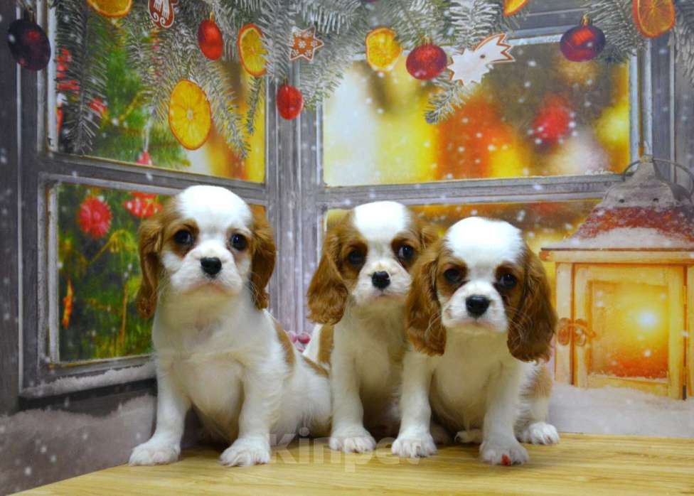 Собаки в Ногинске: Девочки кавалерочки  Девочка, 85 000 руб. - фото 4