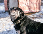 Собаки в Санкт-Петербурге: Ласковое солнышко Агата, добрейшая в мире собака  в добрые руки Девочка, 10 руб. - фото 4