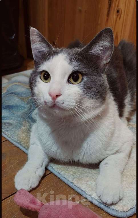 Кошки в Щигре: ДОБРЫЕ РУКИ ДЛЯ БАРМАЛЕЙКИ Мальчик, Бесплатно - фото 2