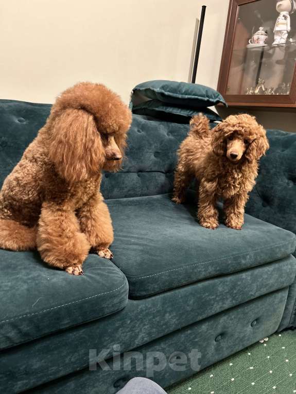 Собаки в Санкт-Петербурге: Щенок миниатюрного пуделя кобель  ищет добрых и любимых хозяев Мальчик, 100 000 руб. - фото 8