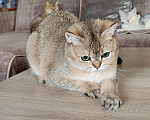 Кошки в Москве: Котик- красавчик Мальчик, Бесплатно - фото 3