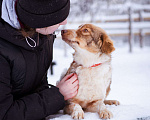Собаки в Москве: Феня, 1 год, вес 10 кг Девочка, Бесплатно - фото 4