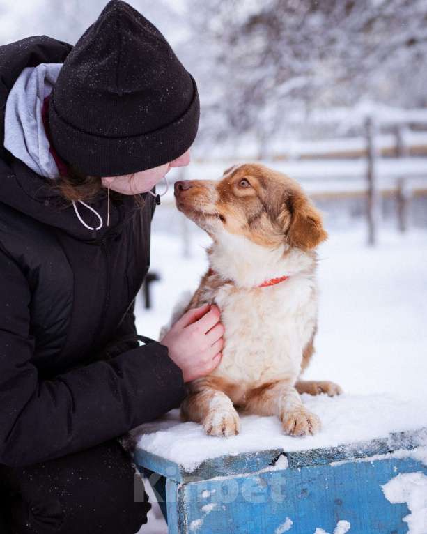 Собаки в Москве: Феня, 1 год, вес 10 кг Девочка, Бесплатно - фото 4