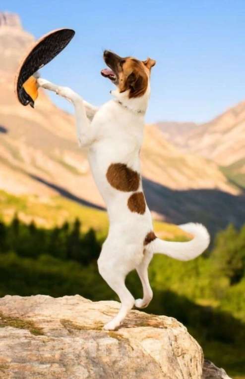 Собаки в Москве: Амур остался без дома, без семьи Мальчик, Бесплатно - фото 4