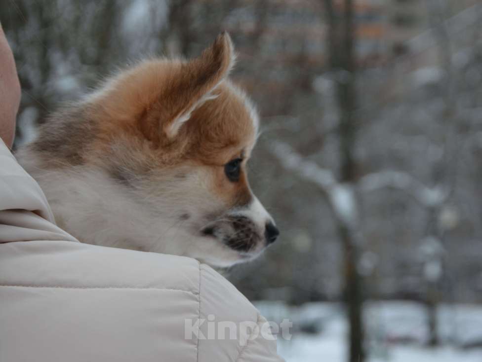Собаки в Москве: Лерой Мальчик, 80 000 руб. - фото 3