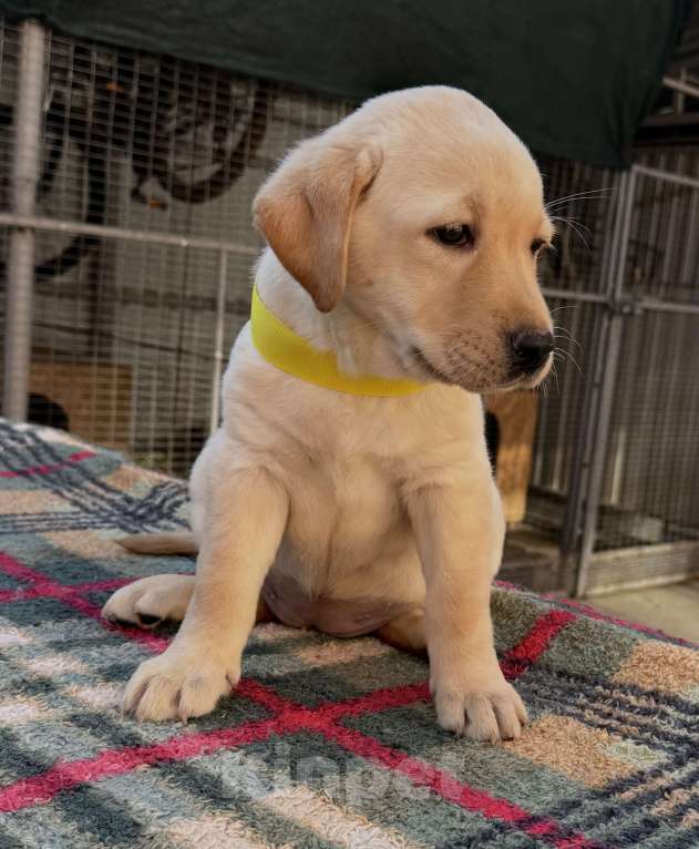 Собаки в Краснодаре: Щенок лабрадора палевый  Девочка, 25 000 руб. - фото 4