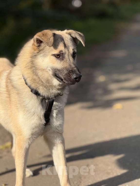 Собаки в Москве: Щенок Норд Мальчик, Бесплатно - фото 2