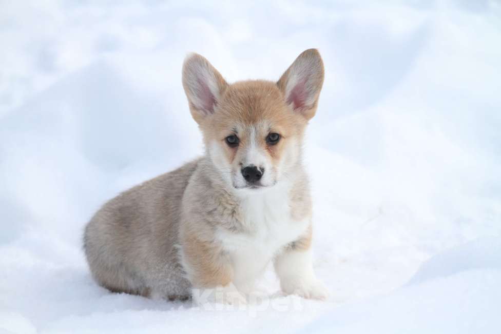 Собаки в Москве: Вельш корги пемброк Мальчик, Бесплатно - фото 3