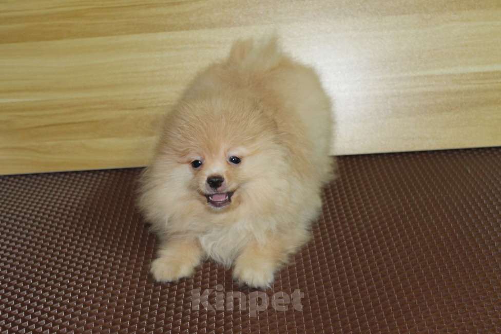 Собаки в Брянске: Продаётся кобель немецкого шпица Мальчик, 20 000 руб. - фото 3