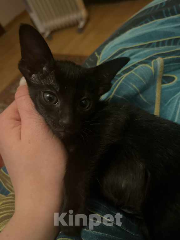 Кошки в Москве: Ориентальный котенок  Девочка, 20 000 руб. - фото 3