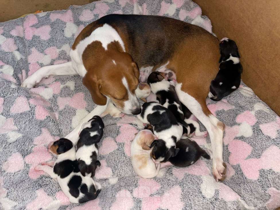 Собаки в других городах Московской области: Эстонская гончая - ЩЕНКИ Девочка, Бесплатно - фото 2