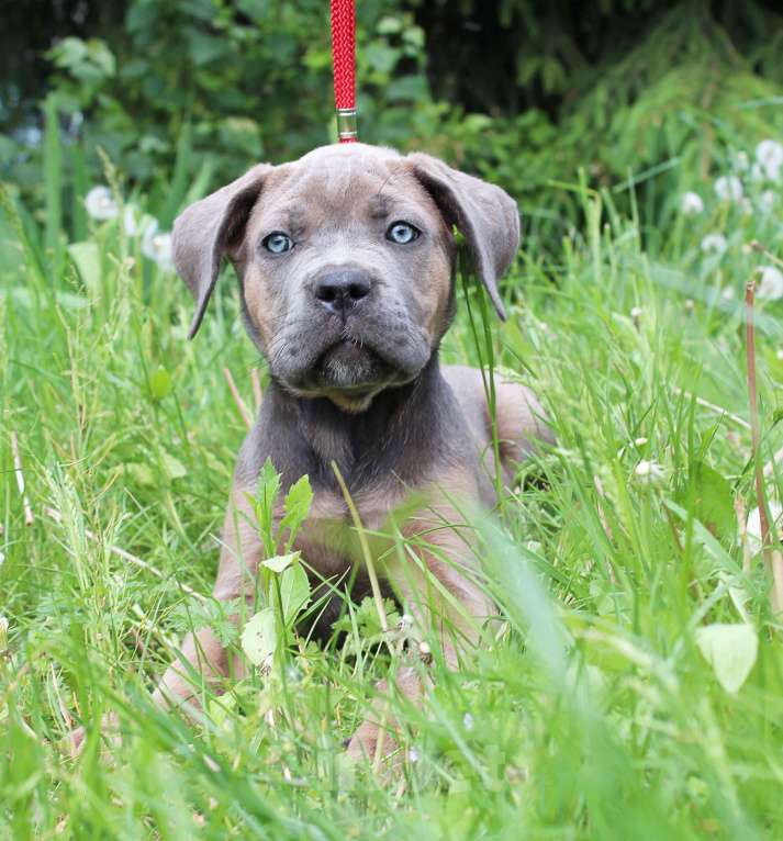 Собаки в Брянске: Предлагаются щенки Кане Корсо Девочка, 50 000 руб. - фото 5