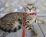 Кошки в Москве: Пятнисто/полосатый котёнок в добрые руки Девочка, Бесплатно - фото 2