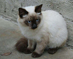 Кошки в Малмыже: Котик приглашает кошечку на вязку., 1 500 руб. - фото 3