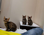 Кошки в Москве: Бенгальские котята, 21 000 руб. - фото 4