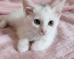 Кошки в Москве: Белый котенок в добрые руки Мальчик, Бесплатно - фото 2