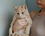 Кошки в Москве: Лунтик нежный котенок в добрые руки Мальчик, Бесплатно - фото 3