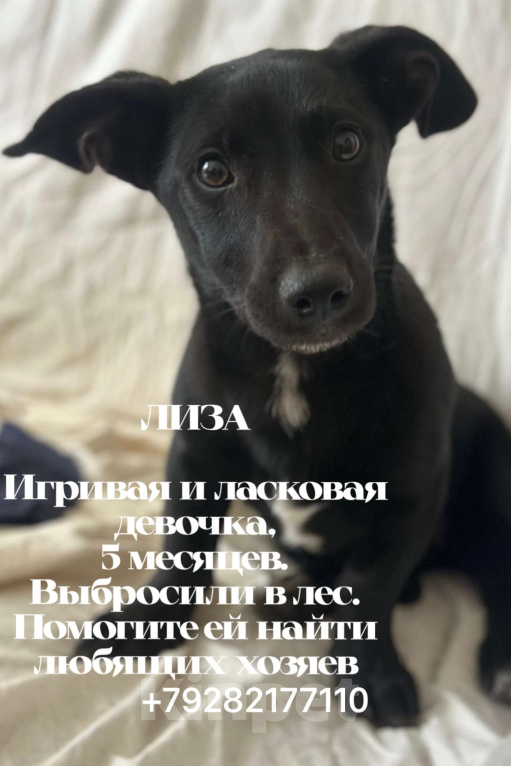 Собаки в Краснодаре: Лиза Девочка, Бесплатно - фото 1