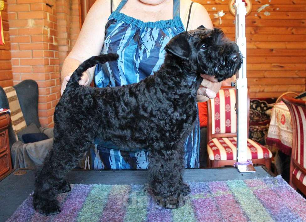 Собаки в Москве: Интересное предложение Мальчик, 60 000 руб. - фото 4