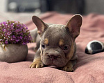 Собаки в Москве: Французский бульдог мальчик Мальчик, 100 000 руб. - фото 3
