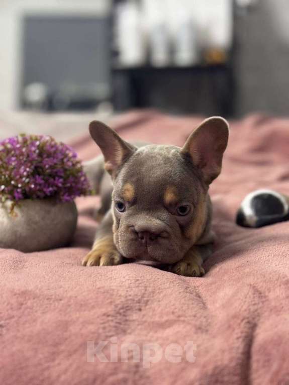 Собаки в Москве: Французский бульдог мальчик Мальчик, 100 000 руб. - фото 3