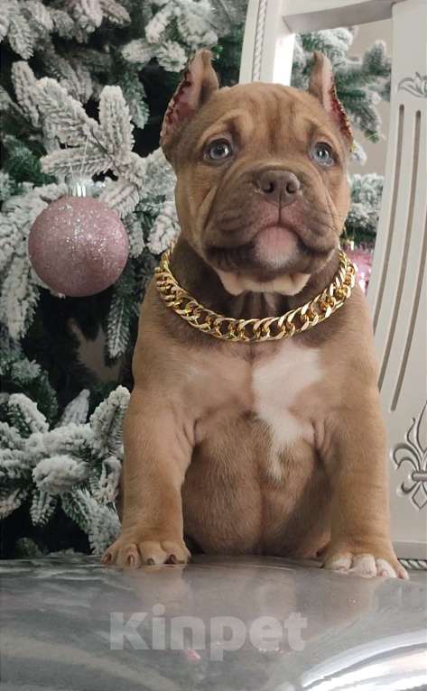 Собаки в других городах Краснодарского края: Щенки американского булли Девочка, 90 000 руб. - фото 4