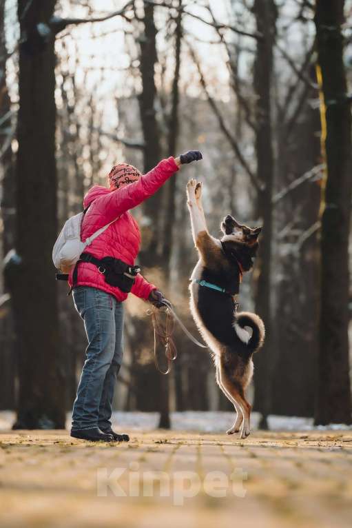 Собаки в Москве: Айриш. Та, что всё понимает... И очень ждёт. Девочка, Бесплатно - фото 4