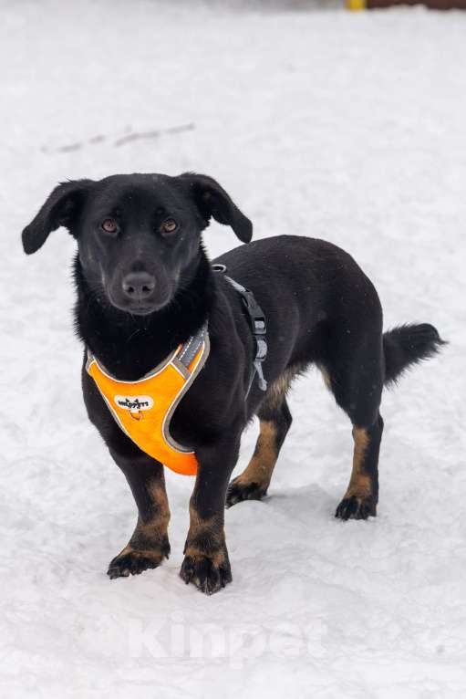 Собаки в Москве: Боня коротколапик ищет дом Девочка, Бесплатно - фото 1