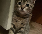 Кошки в Перми: Милый котенок ждет доброго хозяина (Пермь) Мальчик, Бесплатно - фото 1