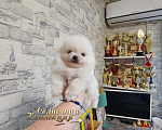 Собаки в Москве: Мини девочка померанского шпица оптически белая Девочка, Бесплатно - фото 1