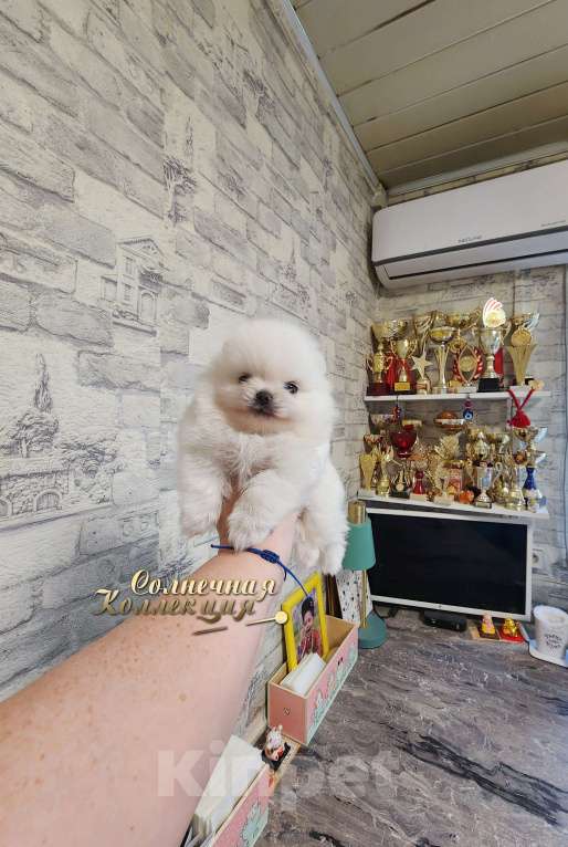 Собаки в Москве: Мини девочка померанского шпица оптически белая Девочка, Бесплатно - фото 1