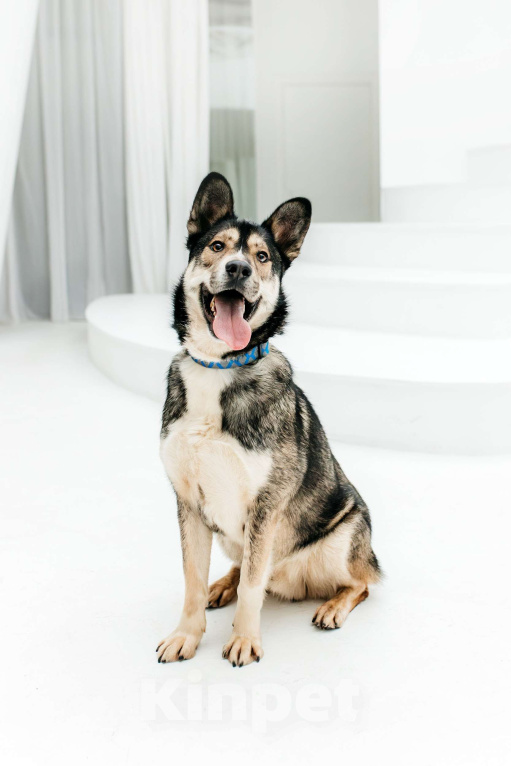 Собаки в Москве: Счастье ищет дом Мальчик, Бесплатно - фото 2