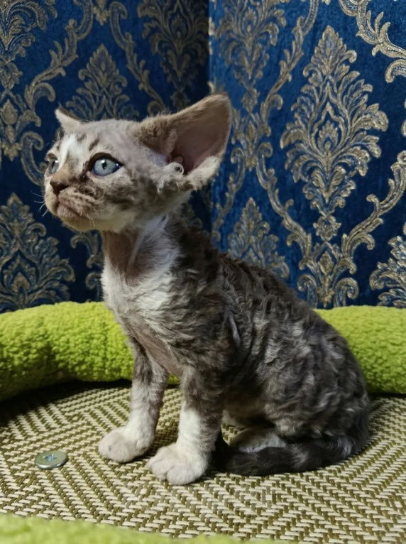 Кошки в Мурманске: Девон Рекс котята Мальчик, Бесплатно - фото 1