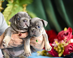 Собаки в Москве: щенки французкиого бульдога Мальчик, 50 000 руб. - фото 8