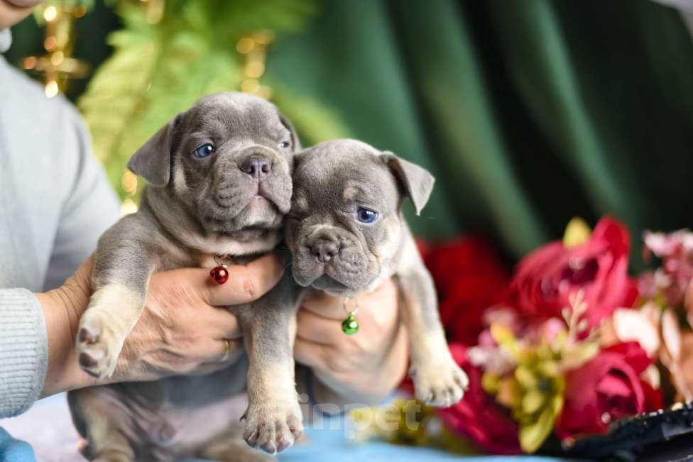 Собаки в Москве: щенки французкиого бульдога Мальчик, 50 000 руб. - фото 8