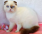Кошки в Сарове: Малышка Шоколадка Девочка, 150 000 руб. - фото 4