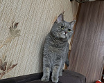 Кошки в Москве: Потерялась кошка 9 Парковая 5к3 Девочка, Бесплатно - фото 1