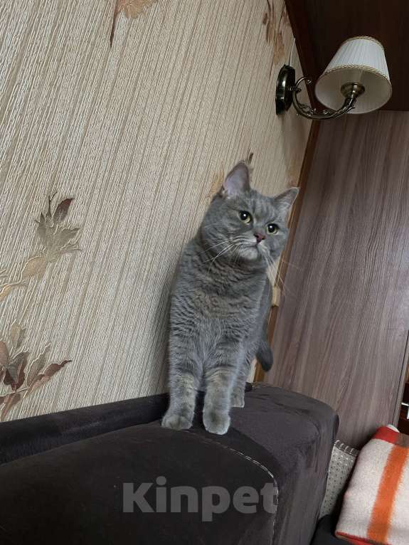 Кошки в Москве: Потерялась кошка 9 Парковая 5к3 Девочка, Бесплатно - фото 1