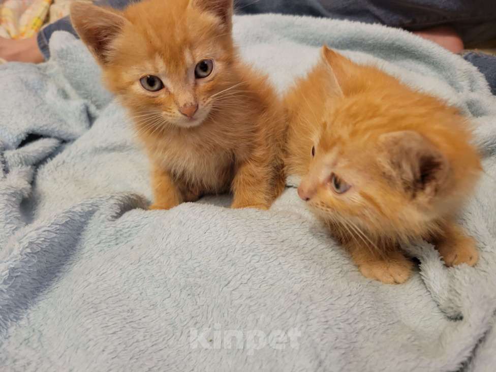 Кошки в Балашихе: Рыженький мальчик Мальчик, 1 руб. - фото 2