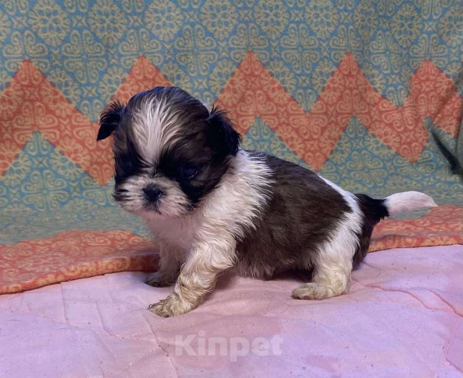 Собаки в Санкт-Петербурге: Мальчишка - мини бело - золотой  Мальчик, 35 000 руб. - фото 2