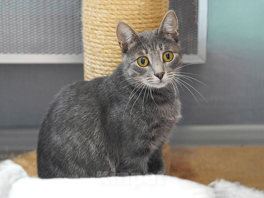 Кошки в Москве: Бася, серебряная красавица, которая очень ждёт своего человека Девочка, Бесплатно - фото 9