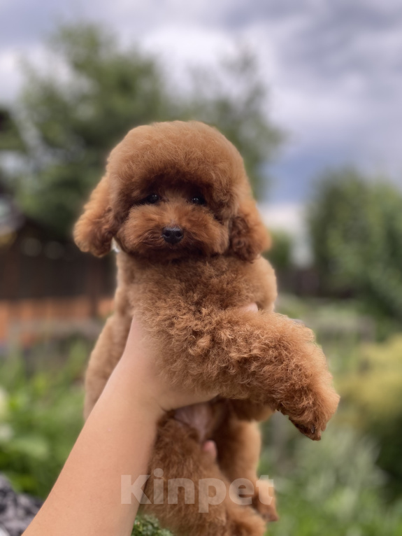 Собаки в Москве: Щенки той пуделя Мальчик, Бесплатно - фото 3