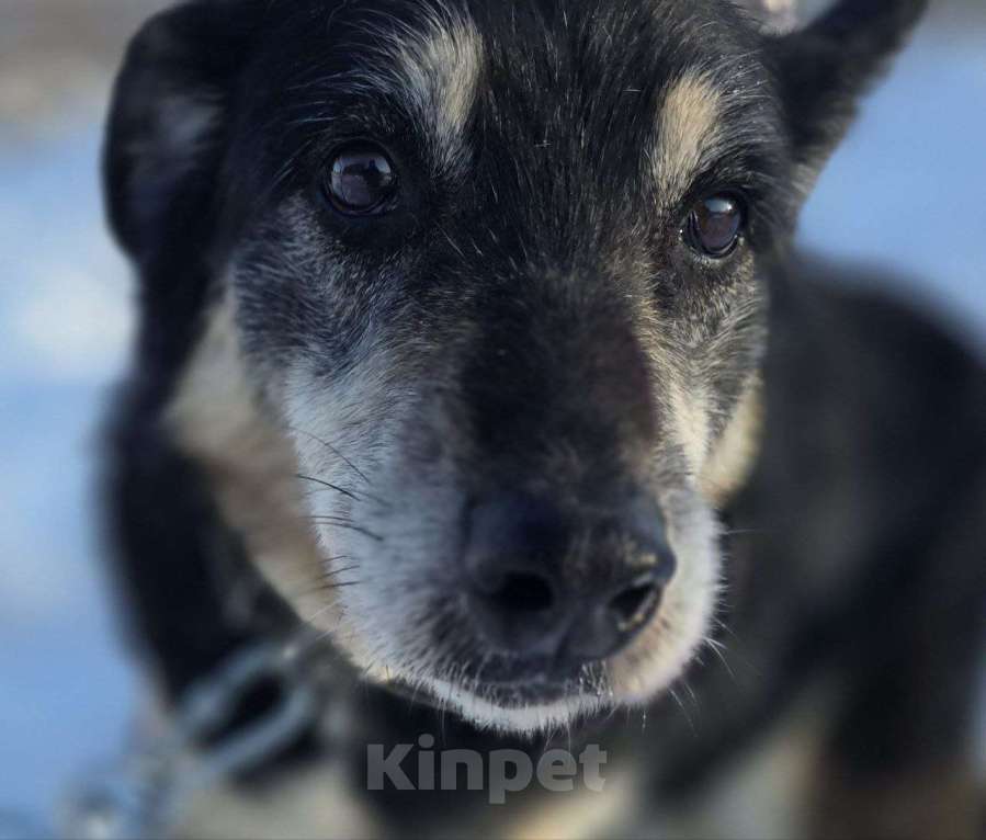 Собаки в Королеве: Нежная, трогательная Агата в поисках дома! Девочка, Бесплатно - фото 7