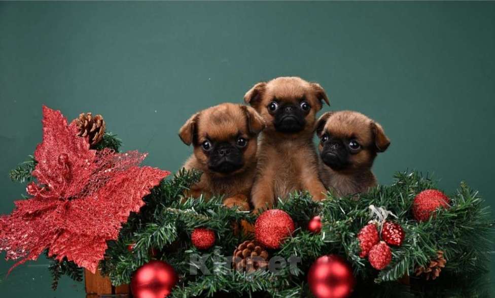 Собаки в Москве: Щенки пти-брабансона мальчики и девочки Мальчик, 50 000 руб. - фото 1