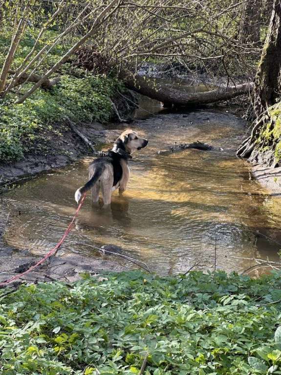 Собаки в Калуге: Крупная собака (лошадка) Хонда в добрые руки Девочка, Бесплатно - фото 7