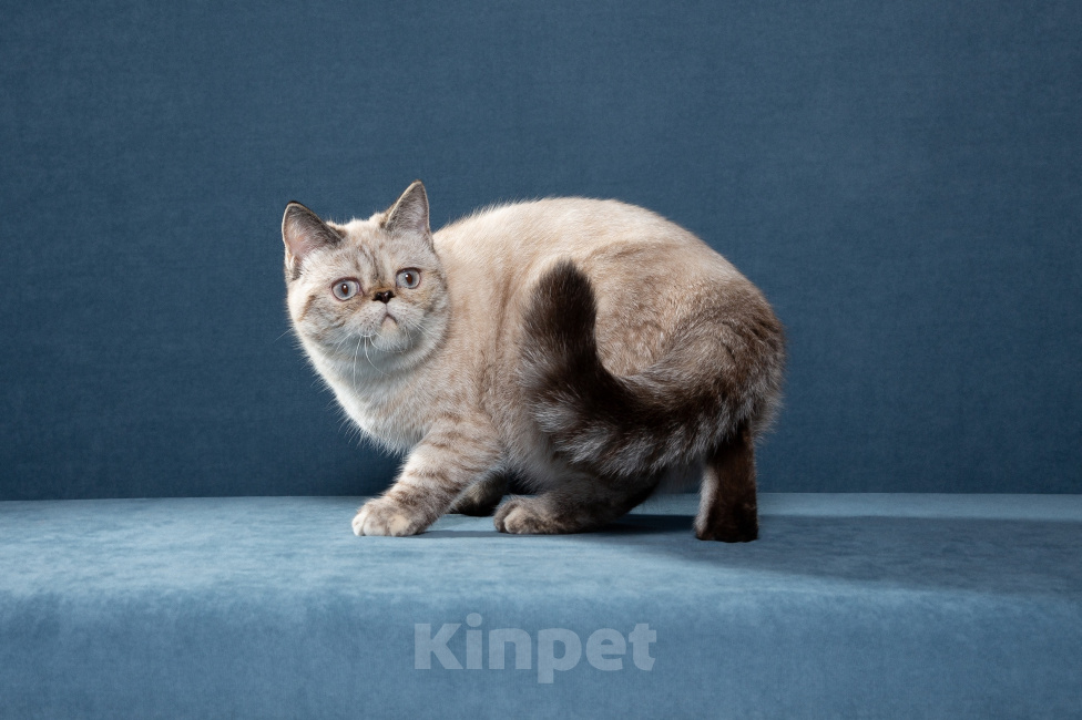 Кошки в Москве: Экзотические короткошерстные котята Экзоты Девочка, 30 000 руб. - фото 3