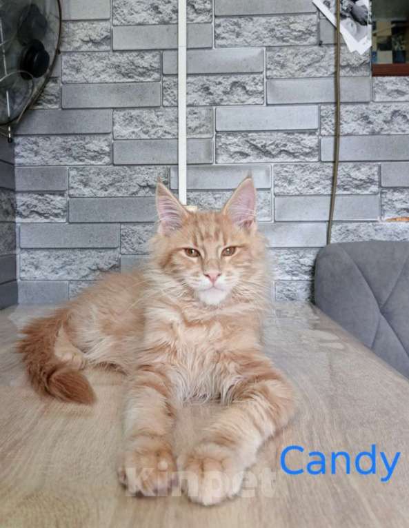 Кошки в других городах Ленинградской области: Мейн-кун котята Разнополые, 35 000 руб. - фото 5