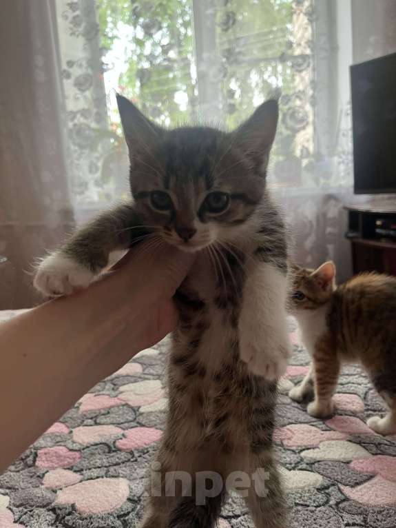 Кошки в Острогожске: Буся  Мальчик, 1 руб. - фото 3