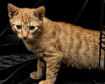 Кошки в Санкт-Петербурге: Котята Девочка, Бесплатно - фото 2