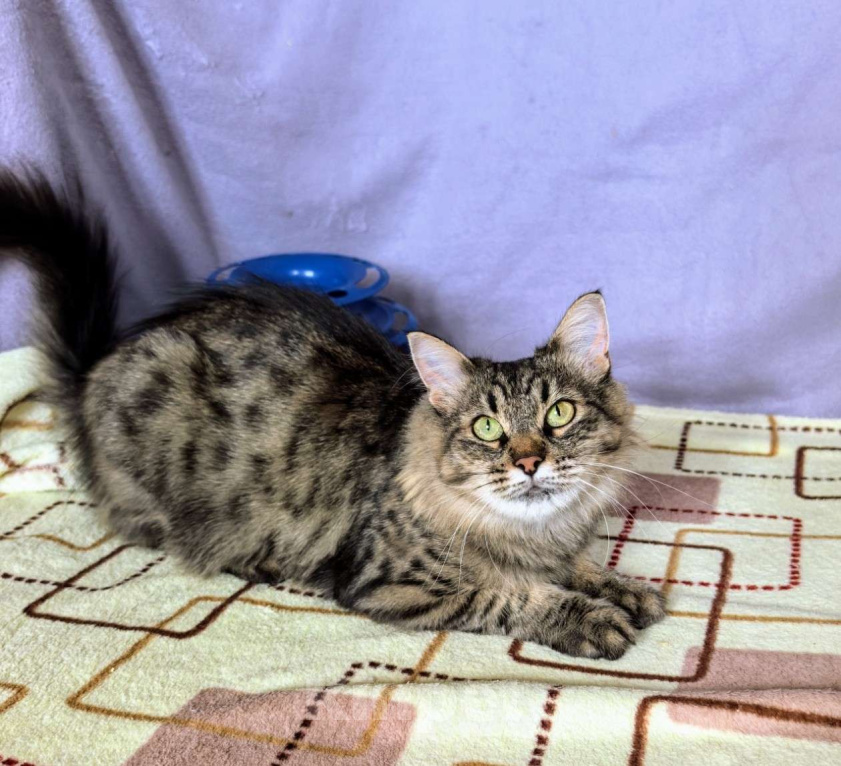 Кошки в Москве: Ласковая кошечка Анфиса ищет семью Девочка, Бесплатно - фото 10